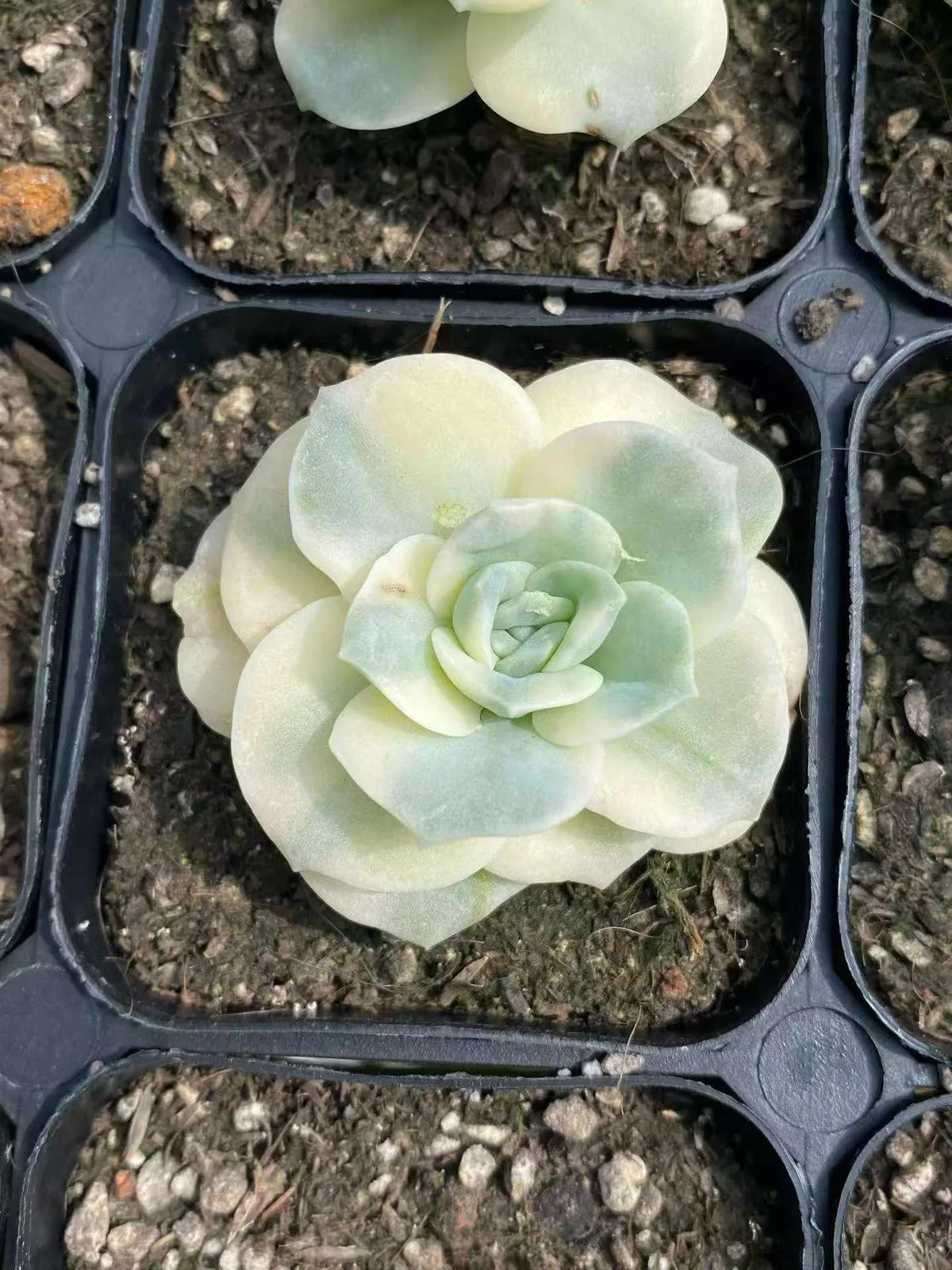 Lovely Rose Variegated (可爱玫瑰锦) succulent — wholesale bare-root export, SouthQuest Farm