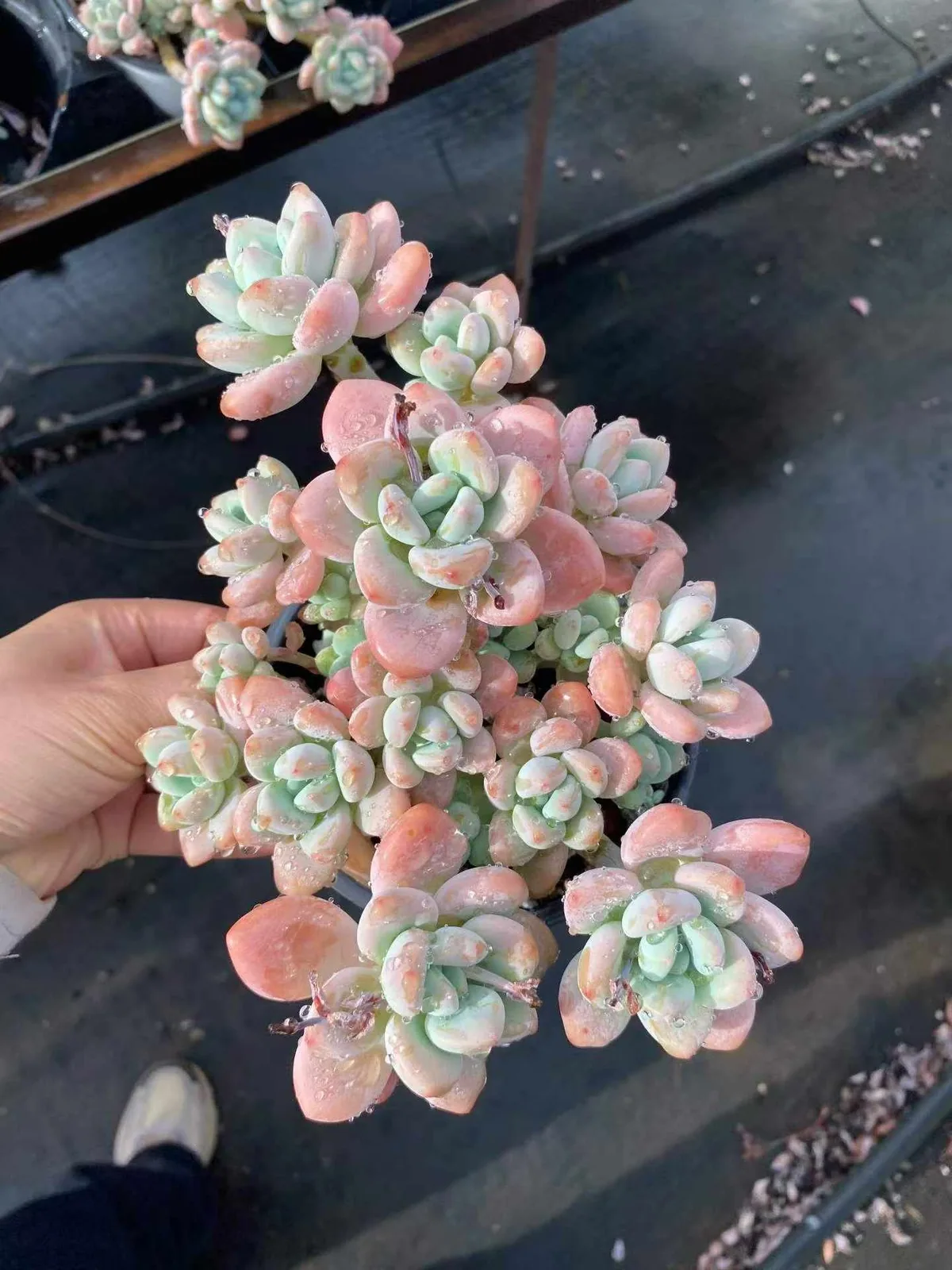 Luoshen Goddess Cluster (洛神群) succulent — wholesale bare-root export, SouthQuest Farm