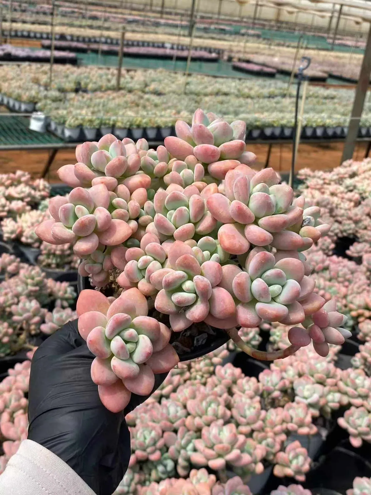 Echeveria Luoshen Goddess Cluster (洛神群) succulent — wholesale bare-root export from Yunnan, China (1 of 6)