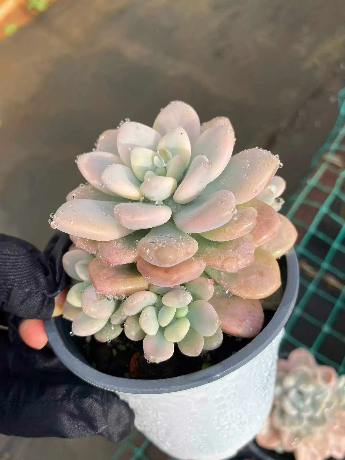 Luoshen Goddess Variegated Offset Cluster (洛神锦崽群) succulent — wholesale bare-root export, SouthQuest Farm