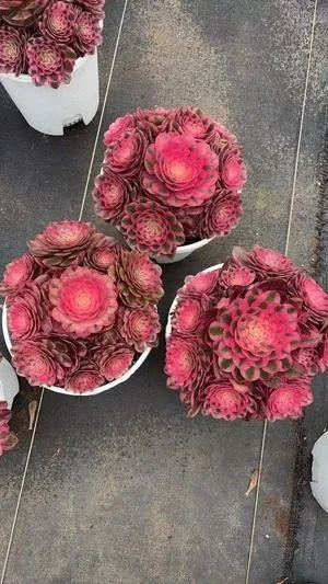 Aeonium 'Lychee' (荔枝) succulent — wholesale bare-root export from Yunnan, China