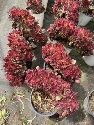 Aeonium 'Lychee' Crested (荔枝缀) succulent — wholesale bare-root export from Yunnan, China