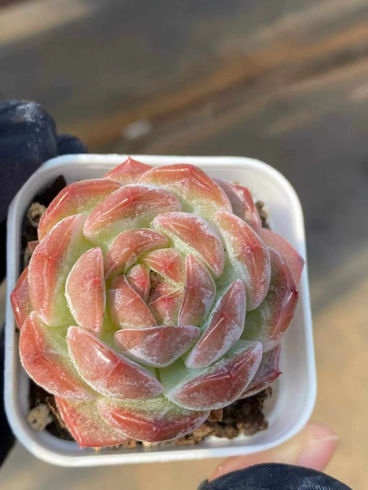 Lychee Pink (荔枝粉) succulent — wholesale bare-root export, SouthQuest Farm