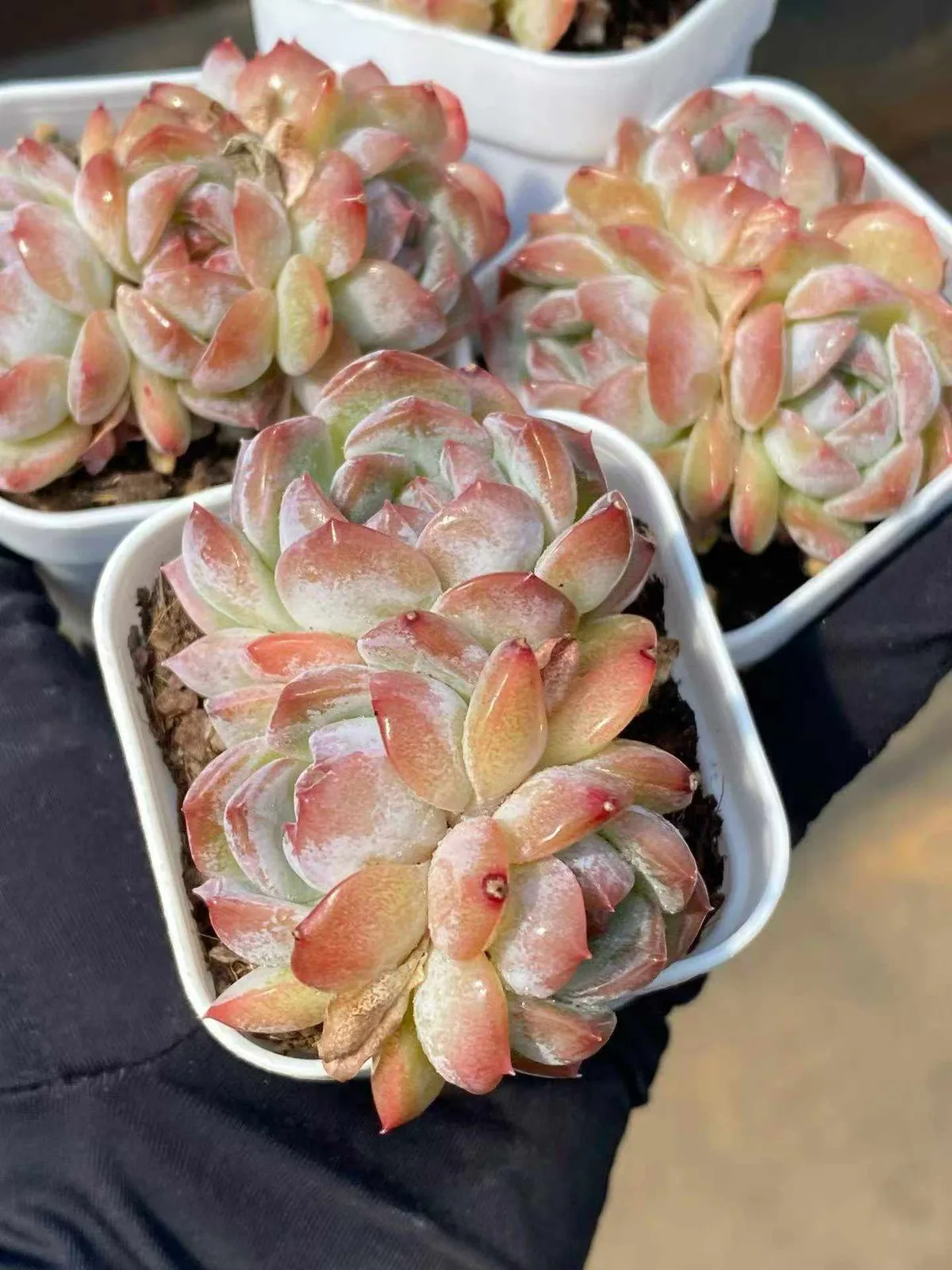 Lychee Pink Cluster (荔枝粉群) succulent — wholesale bare-root export, SouthQuest Farm