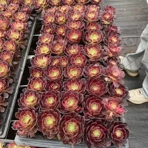Aeonium 'Magic Pill' Plug Tray (魔丸穴盘) succulent — wholesale bare-root export from Yunnan, China
