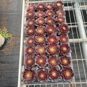 Aeonium 'Magic Pill' Plug Tray (魔丸穴盘) succulent — wholesale bare-root export from Yunnan, China
