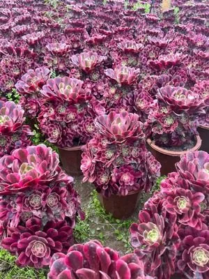 Aeonium 'Medusa' (美杜莎) succulent — wholesale bare-root export from Yunnan, China