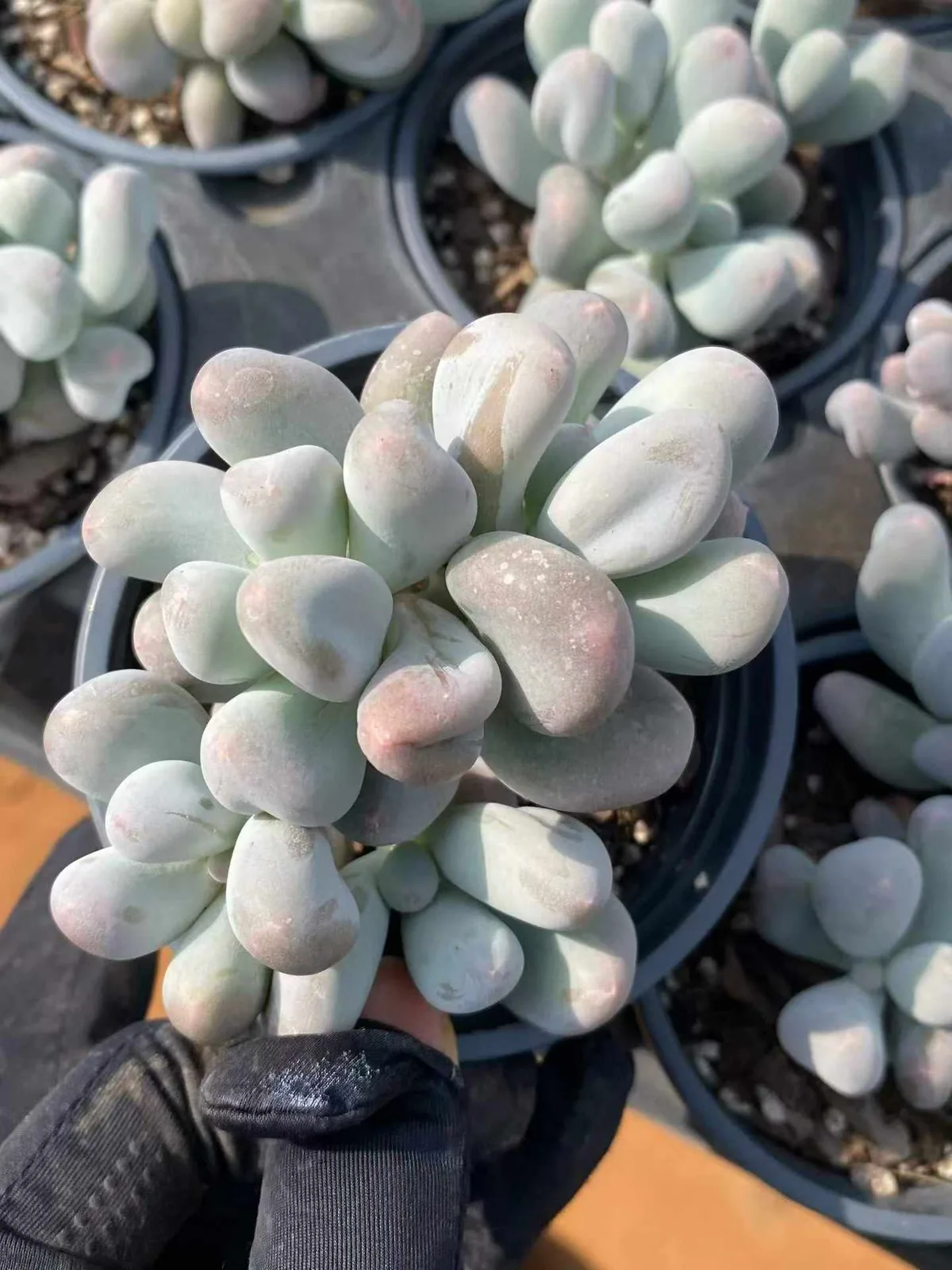 Miko Milk (米可奶) succulent — wholesale bare-root export, SouthQuest Farm