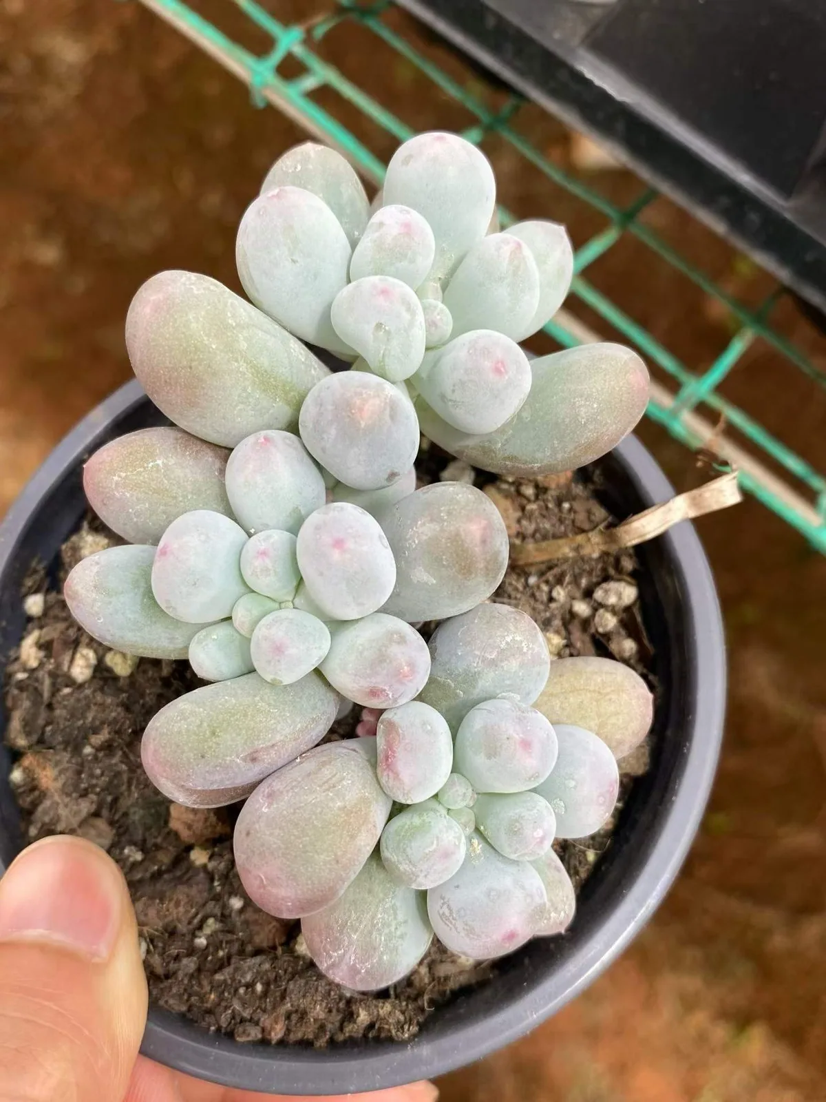 Miko Milk Cluster (米可奶群) succulent — wholesale bare-root export, SouthQuest Farm