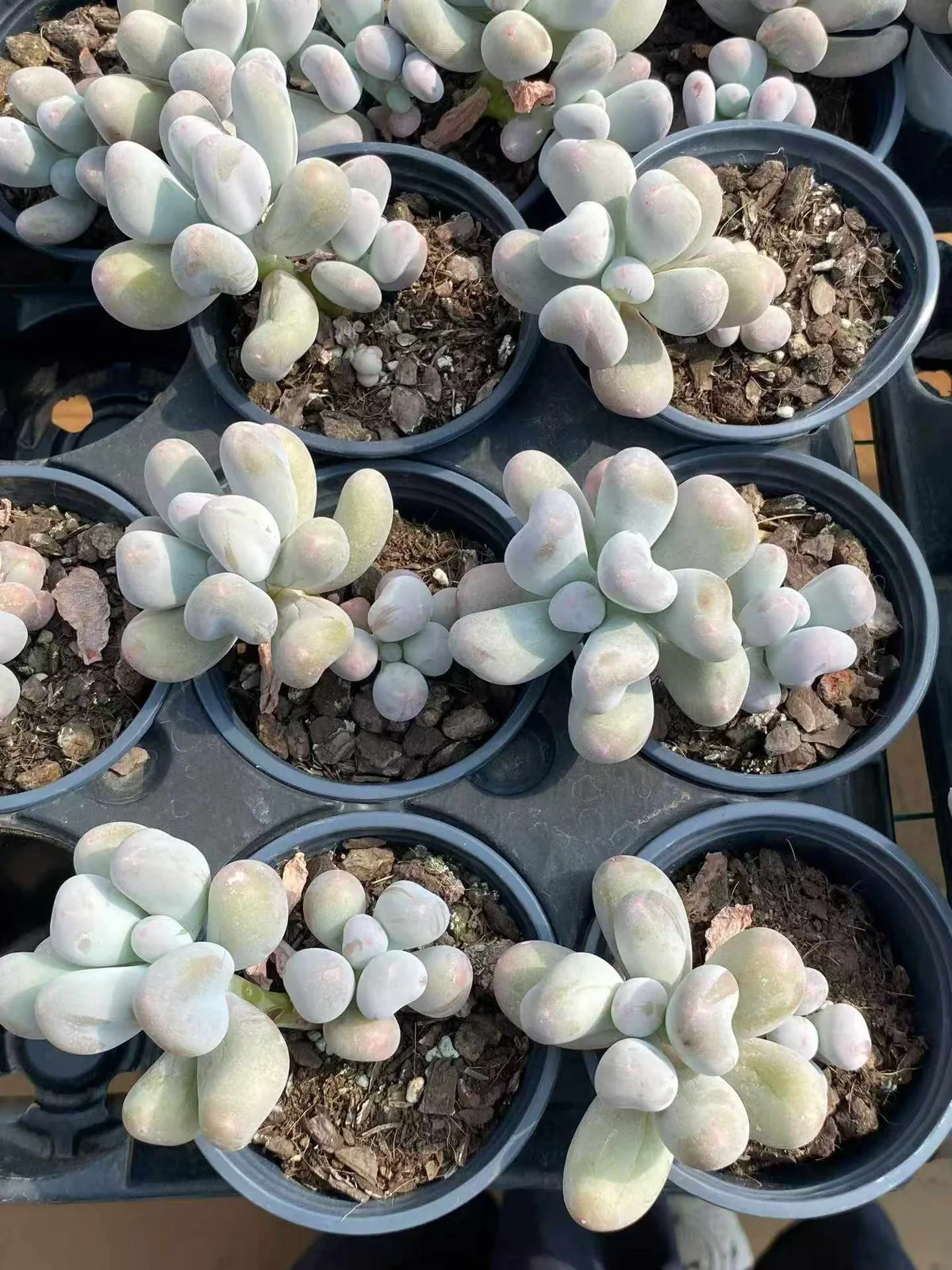 Miko Milk Single w/ Offsets (米可奶单头带惠) succulent — wholesale bare-root export, SouthQuest Farm