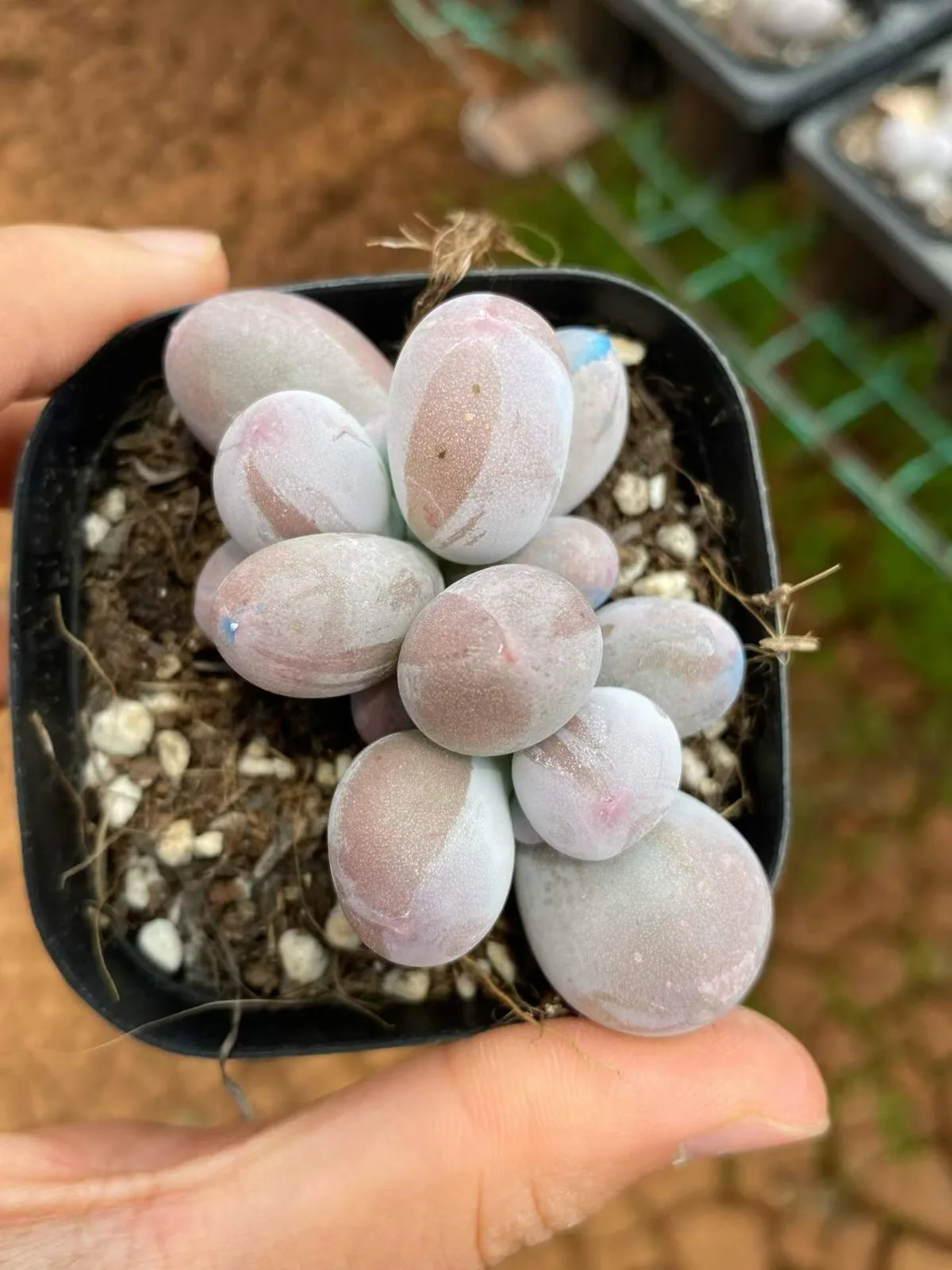 Miko Milk Twin-head (米可奶双头) succulent — wholesale bare-root export, SouthQuest Farm