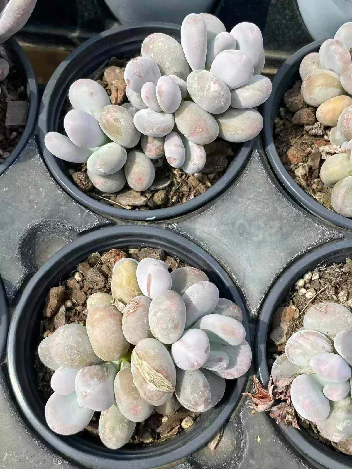 Milk Beauty Cluster (奶美人群) succulent — wholesale bare-root export, SouthQuest Farm