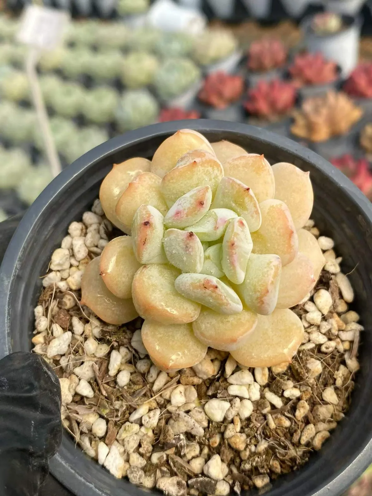 Milk Dragon, Single & Twin-head (奶龙单双头) succulent — wholesale bare-root export, SouthQuest Farm