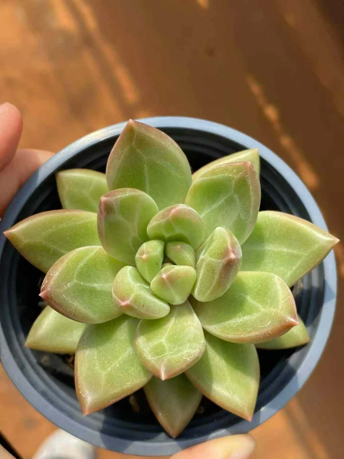 Misty Bubble (迷雾泡泡) succulent — wholesale bare-root export, SouthQuest Farm