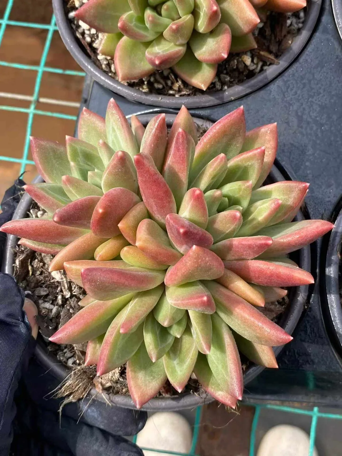 Misty Bubble Cluster (迷雾泡泡群) succulent — wholesale bare-root export, SouthQuest Farm