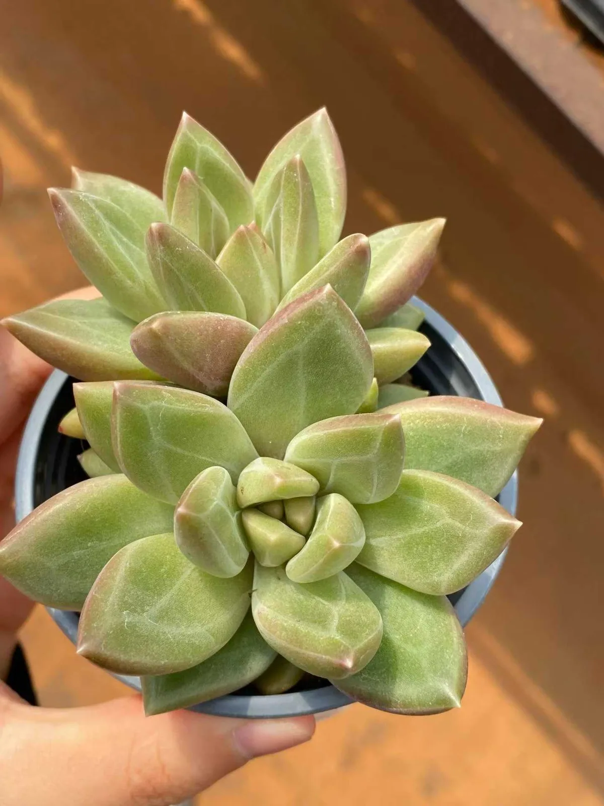 Misty Bubble Twin-head (迷雾泡泡双头) succulent — wholesale bare-root export, SouthQuest Farm