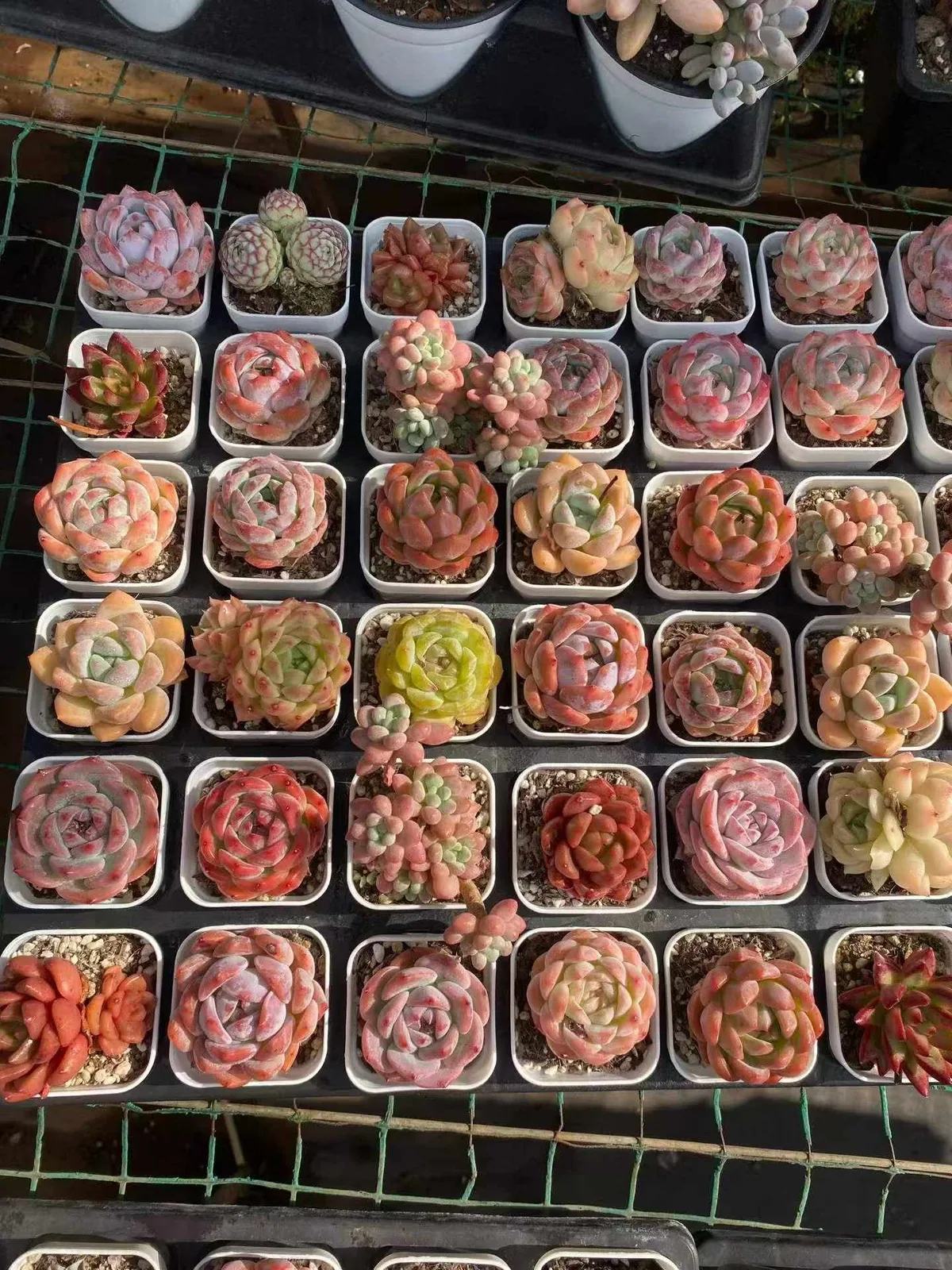 Mixed Assortment (套餐混) succulent — wholesale bare-root export, SouthQuest Farm