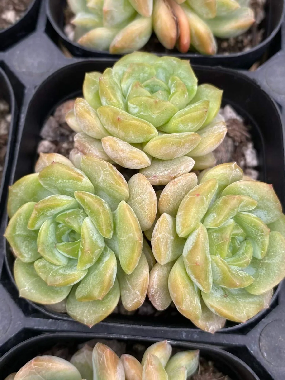 Molten Crystal Cluster (熔晶群) succulent — wholesale bare-root export, SouthQuest Farm