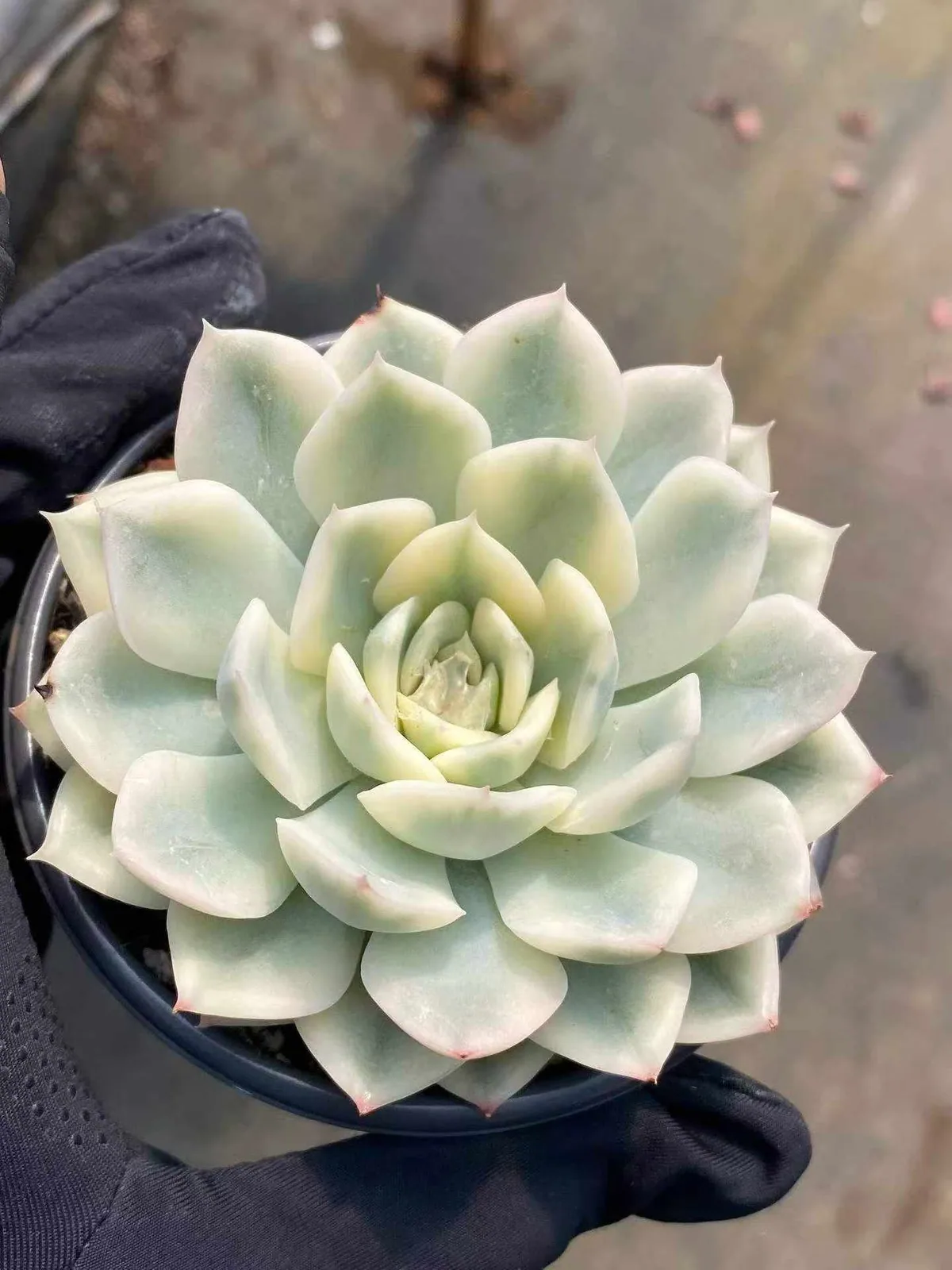 Moon Fairy Variegated (月亮仙子锦) succulent — wholesale bare-root export, SouthQuest Farm