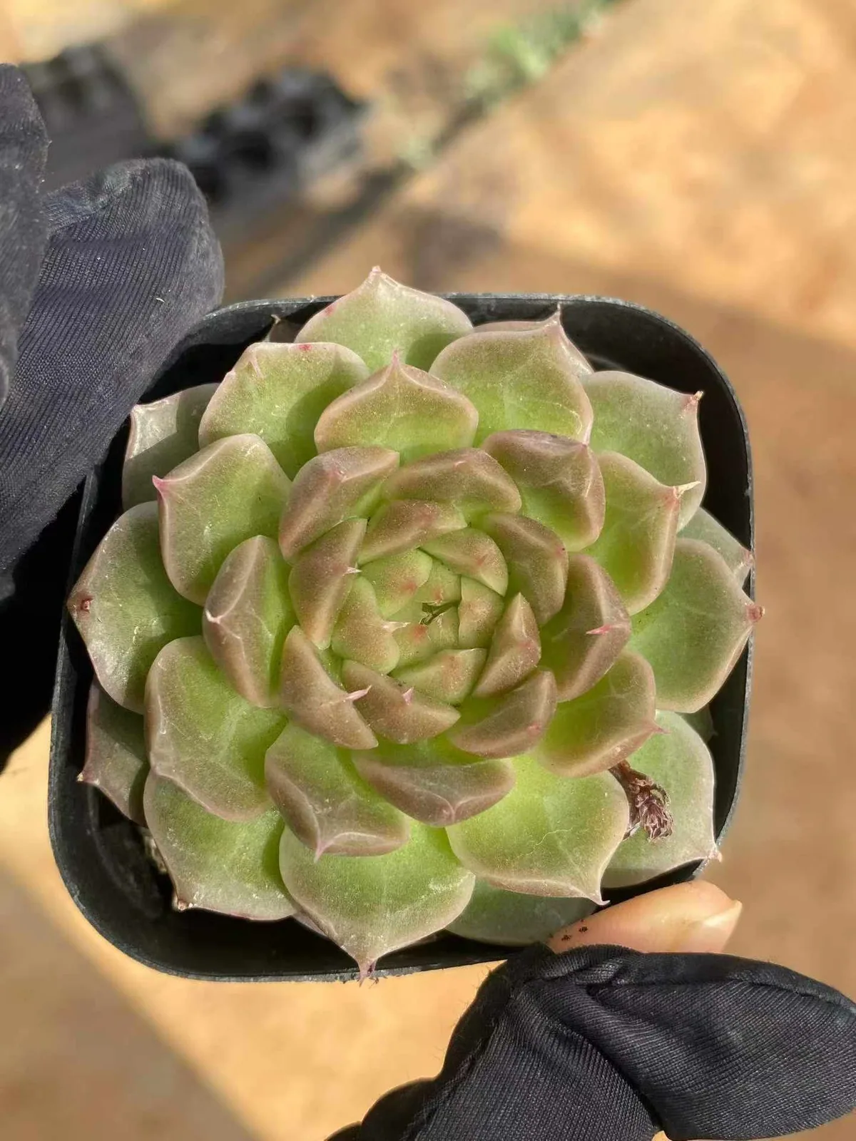 Morning Feather Rose (晨羽玫瑰) succulent — wholesale bare-root export, SouthQuest Farm
