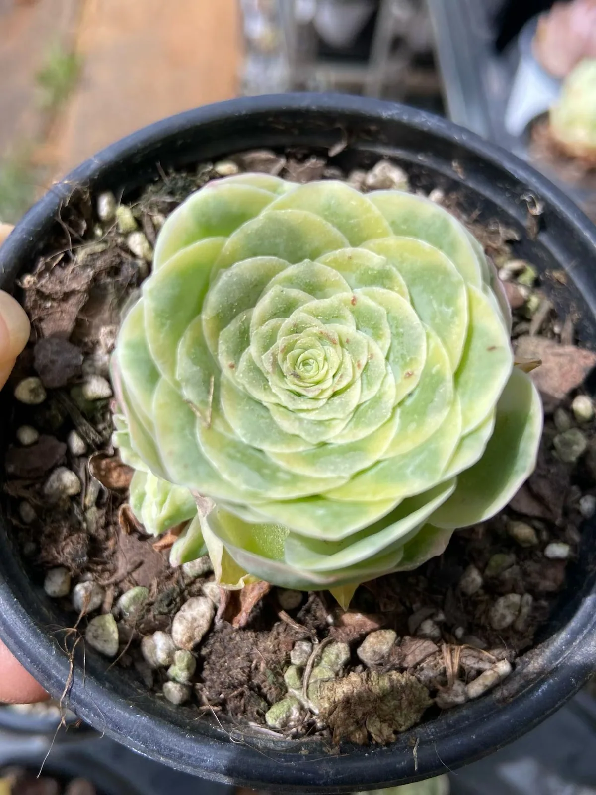 Mountain Rose Variegated (山地玫瑰锦) succulent — wholesale bare-root export, SouthQuest Farm