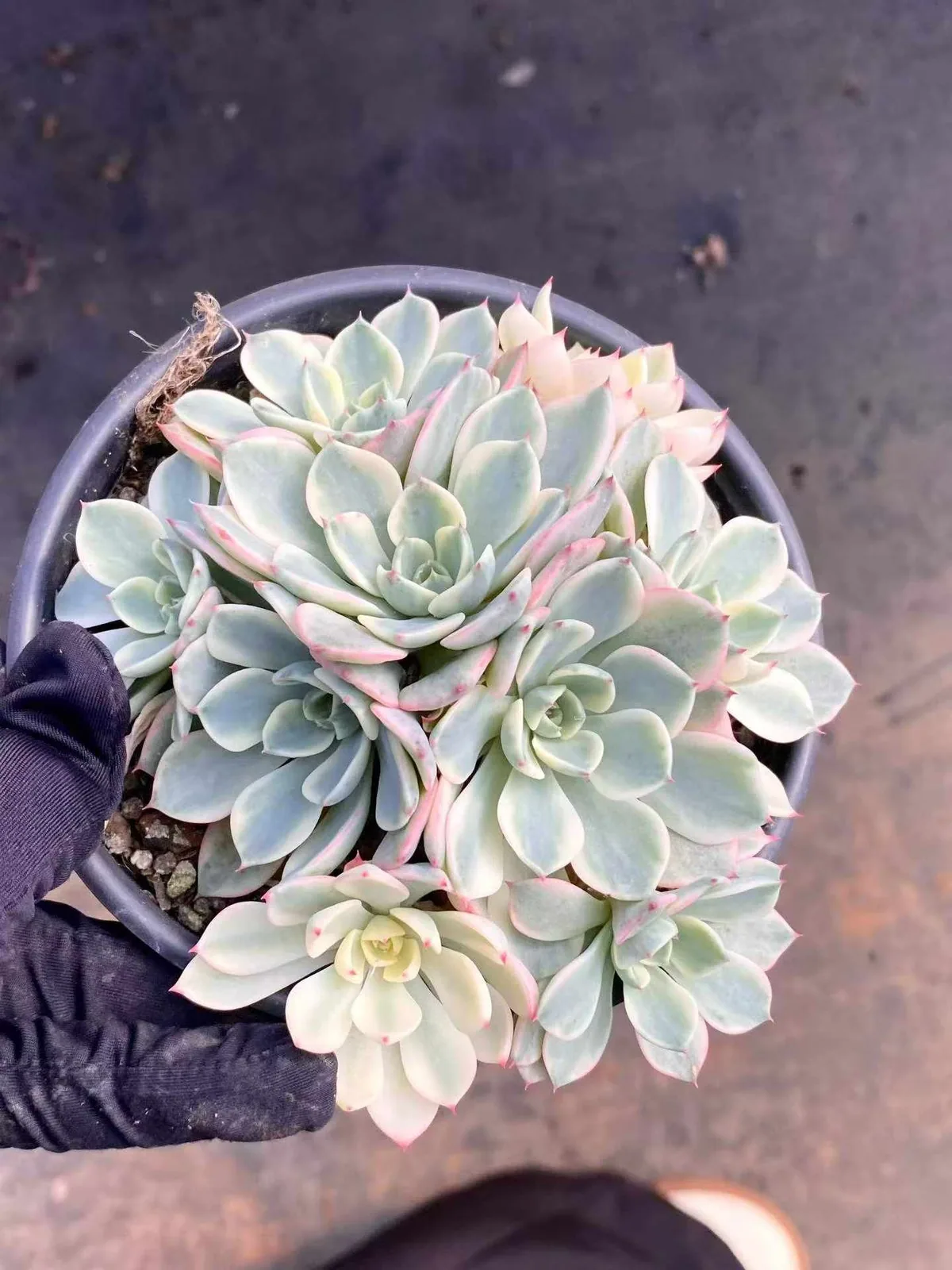 Nana Hook Variegated Cluster (娜娜小勾锦群) succulent — wholesale bare-root export, SouthQuest Farm