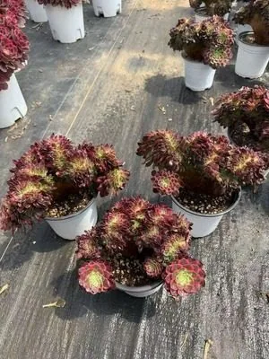 Aeonium 'Poseidon' Crested (海王缀) succulent — wholesale bare-root export from Yunnan, China