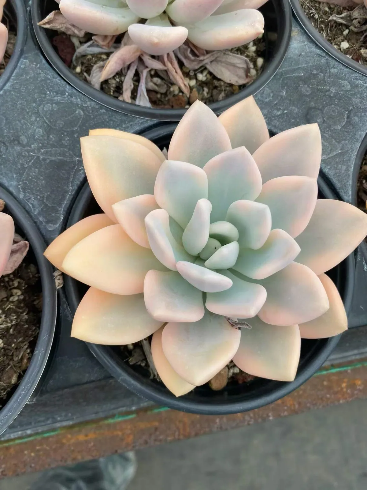 Opal Variegated (奥普锦) succulent — wholesale bare-root export, SouthQuest Farm