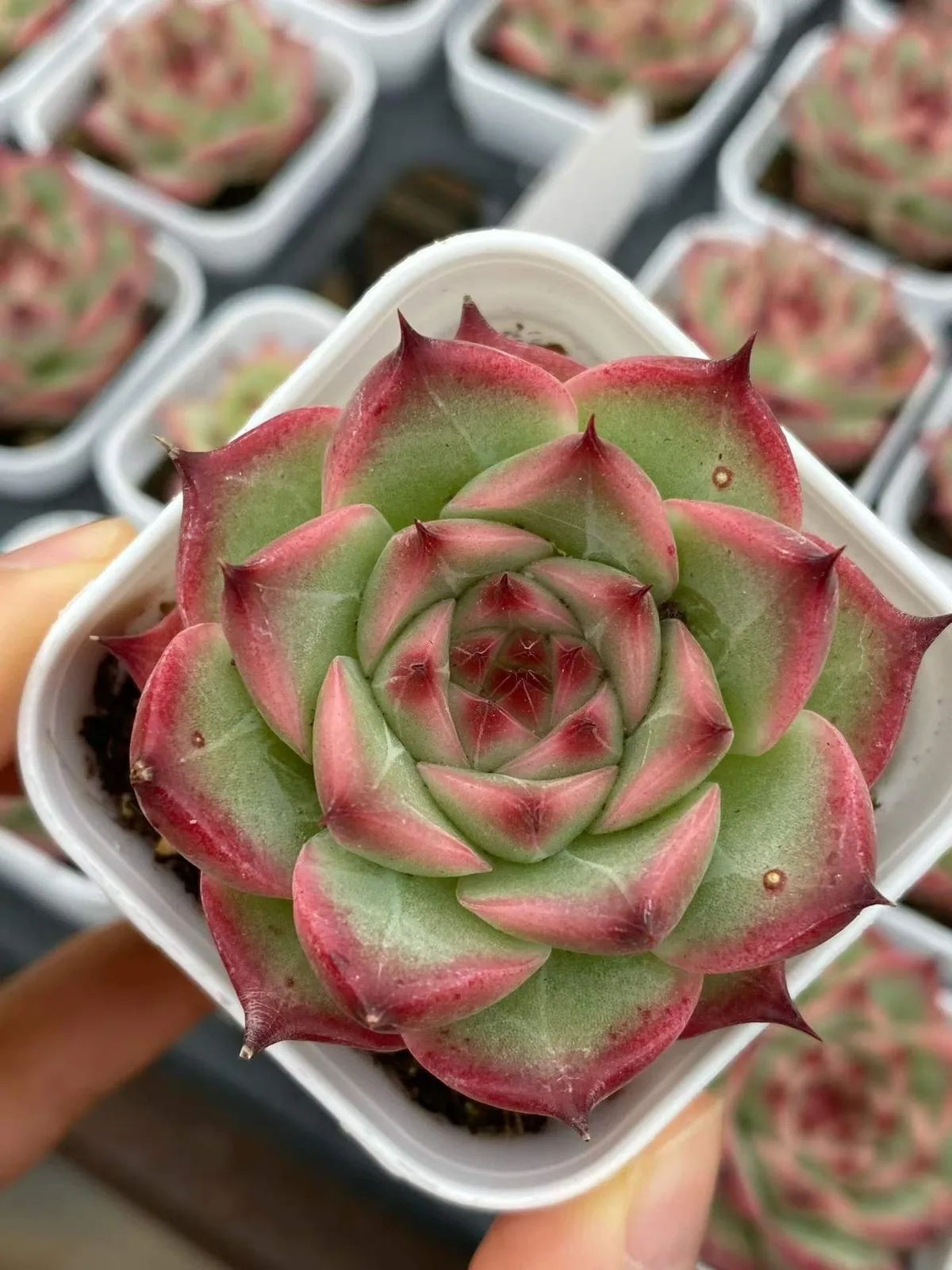 Orion (奥林) succulent — wholesale bare-root export, SouthQuest Farm