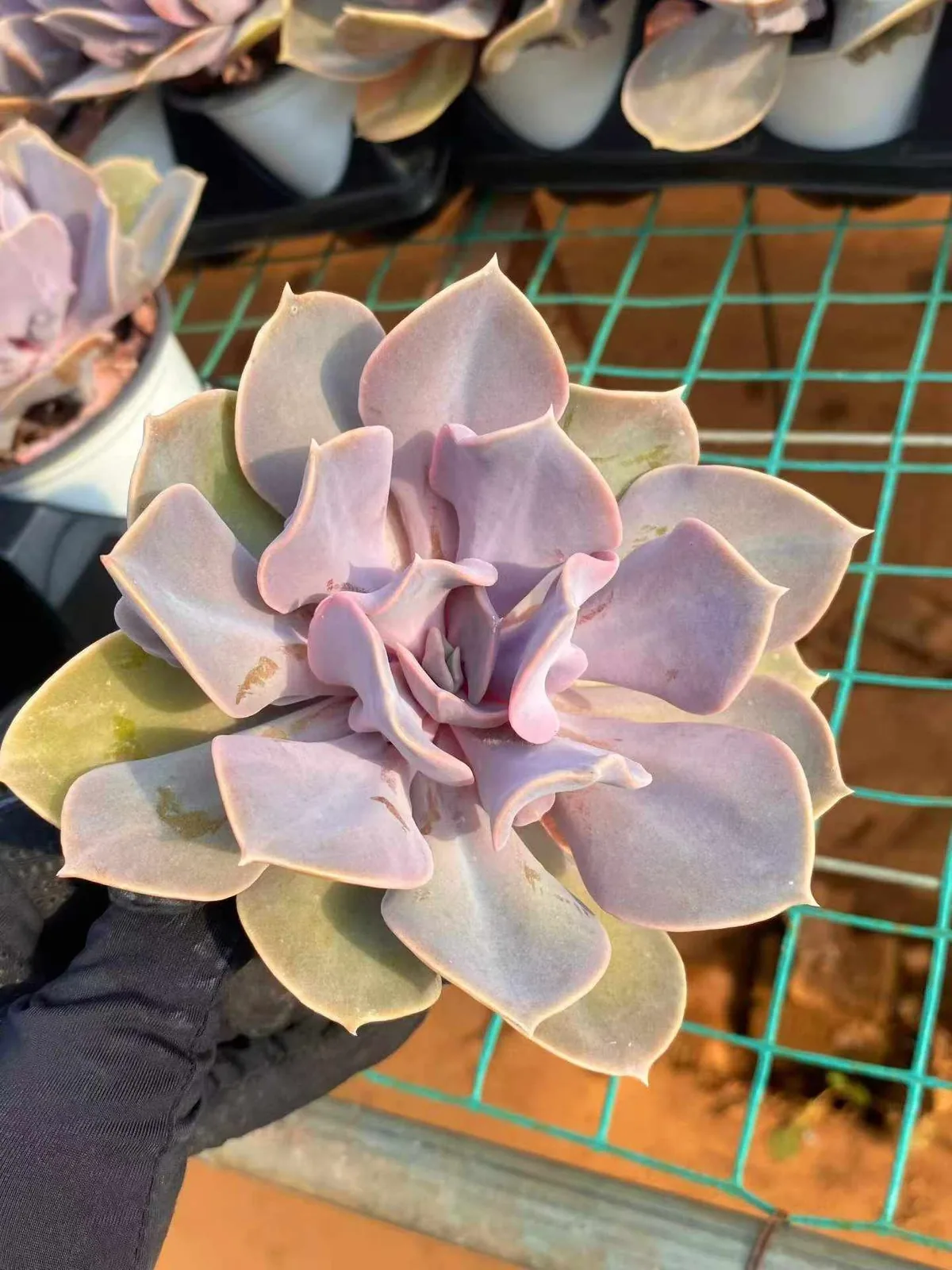 Passion Pearl (热恋珍珠) succulent — wholesale bare-root export, SouthQuest Farm