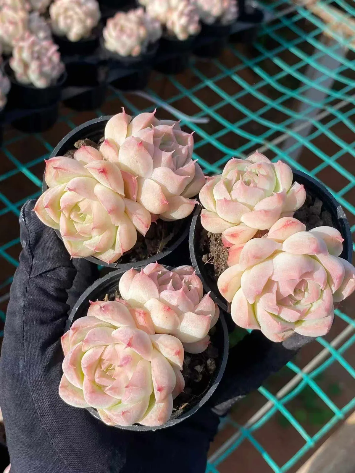 Peach Queen Twin-head (桃薰女王双头) succulent — wholesale bare-root export, SouthQuest Farm