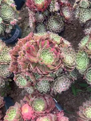 Aeonium 'Peacock Feather' (孔雀翎) succulent — wholesale bare-root export from Yunnan, China