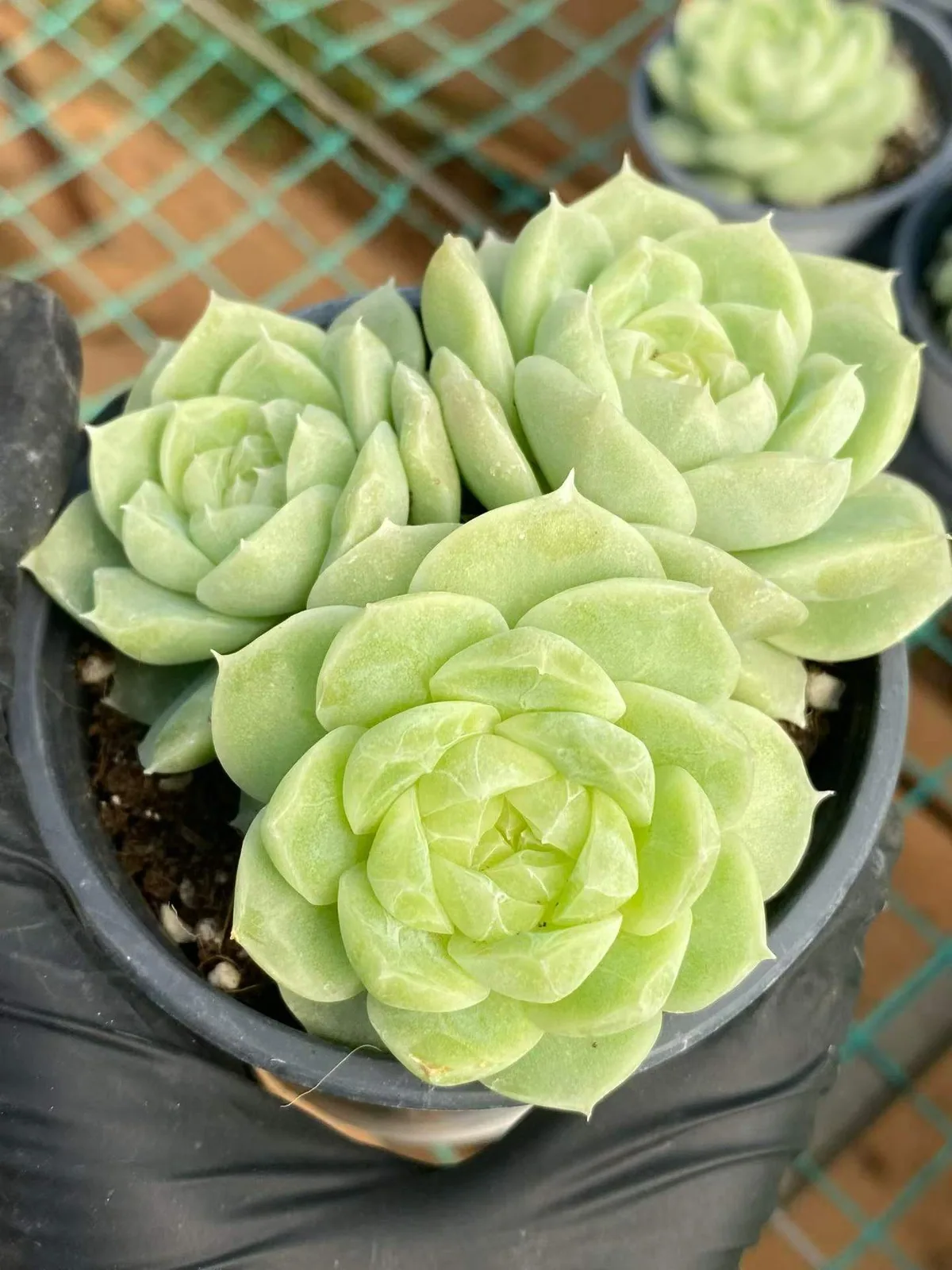 Pear Blossom White Cluster (梨花白群) succulent — wholesale bare-root export, SouthQuest Farm