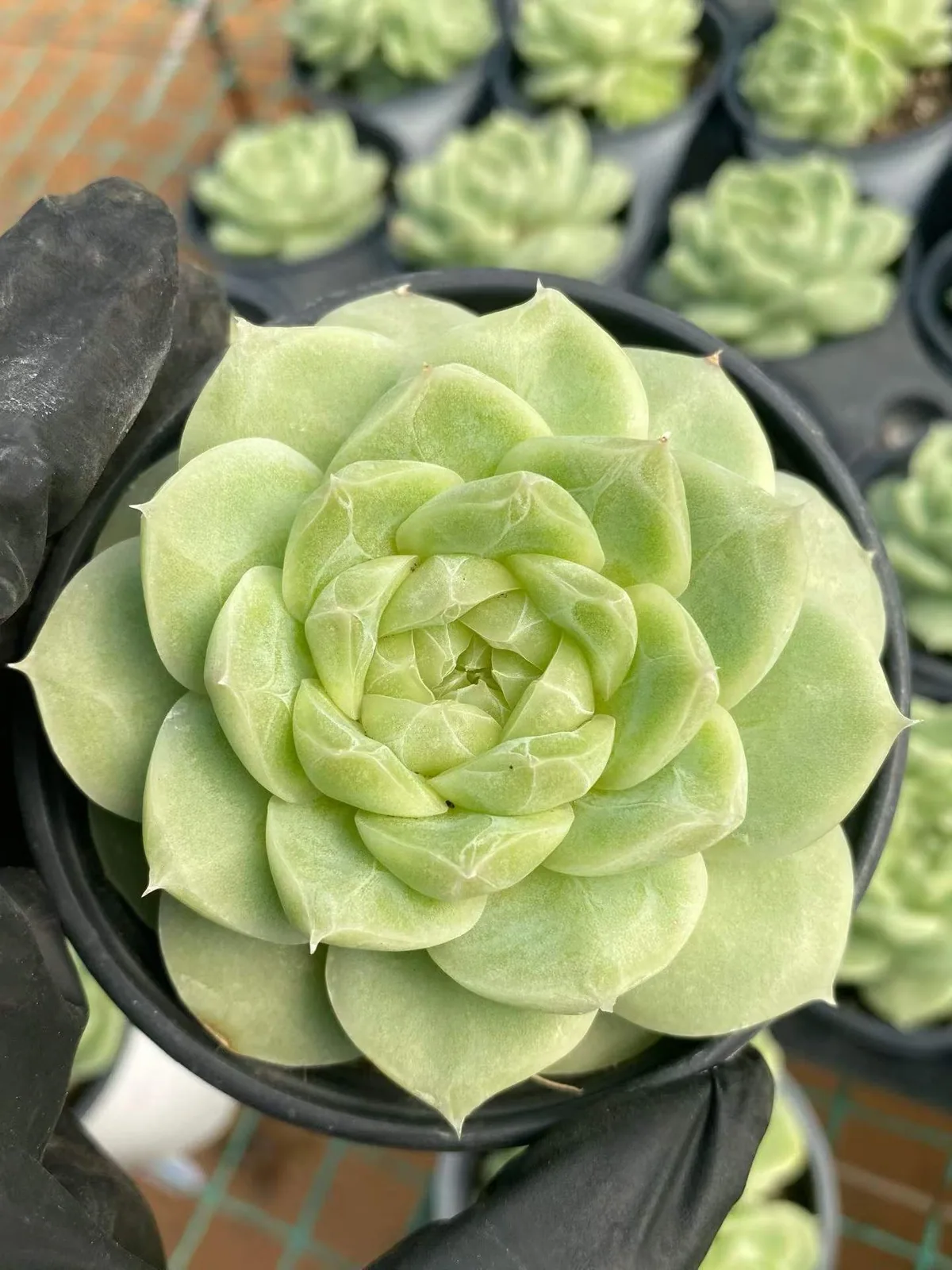 Echeveria Pear Blossom White (梨花白) succulent — wholesale bare-root export from Yunnan, China (1 of 6)