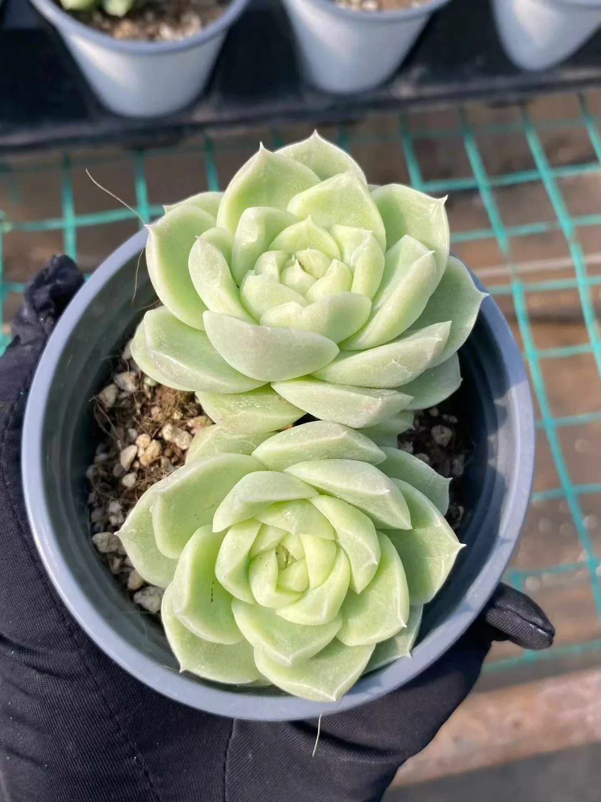 Pear Blossom White Twin-head (梨花白双头) succulent — wholesale bare-root export, SouthQuest Farm
