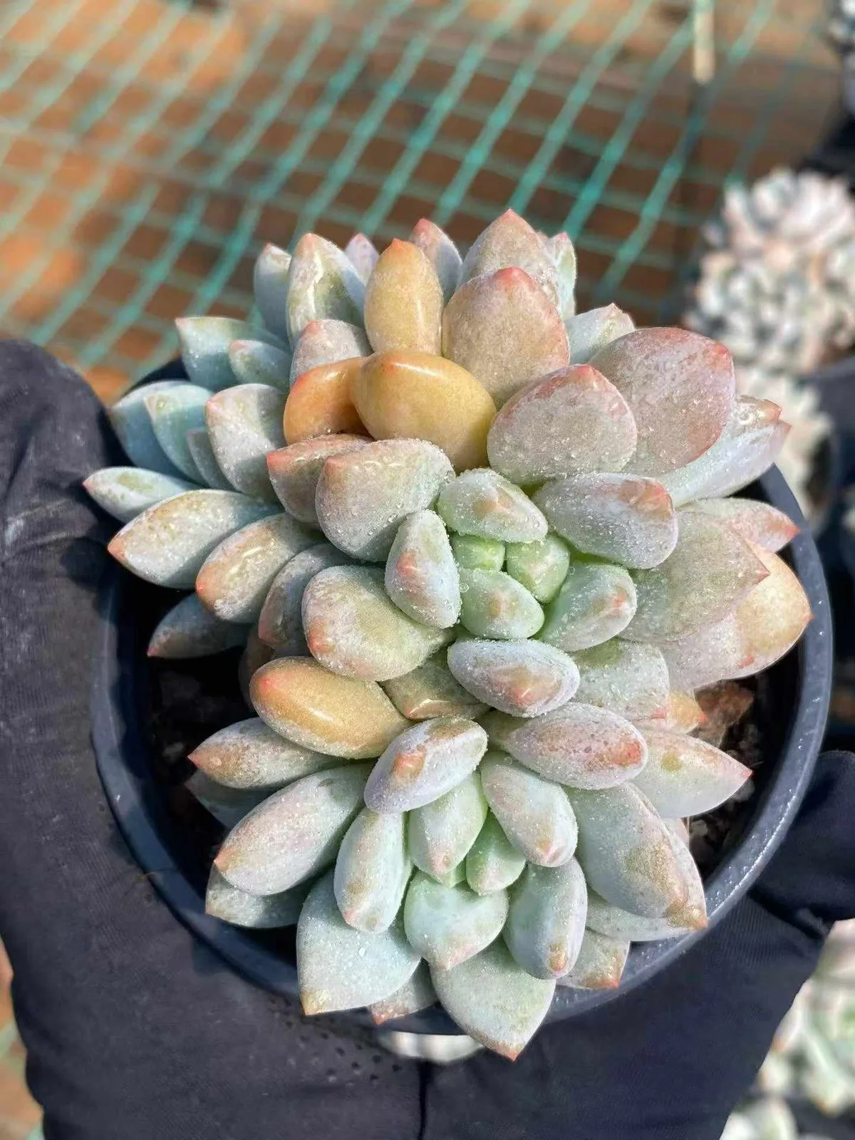 Pinellia Cluster (半夏群) succulent — wholesale bare-root export, SouthQuest Farm