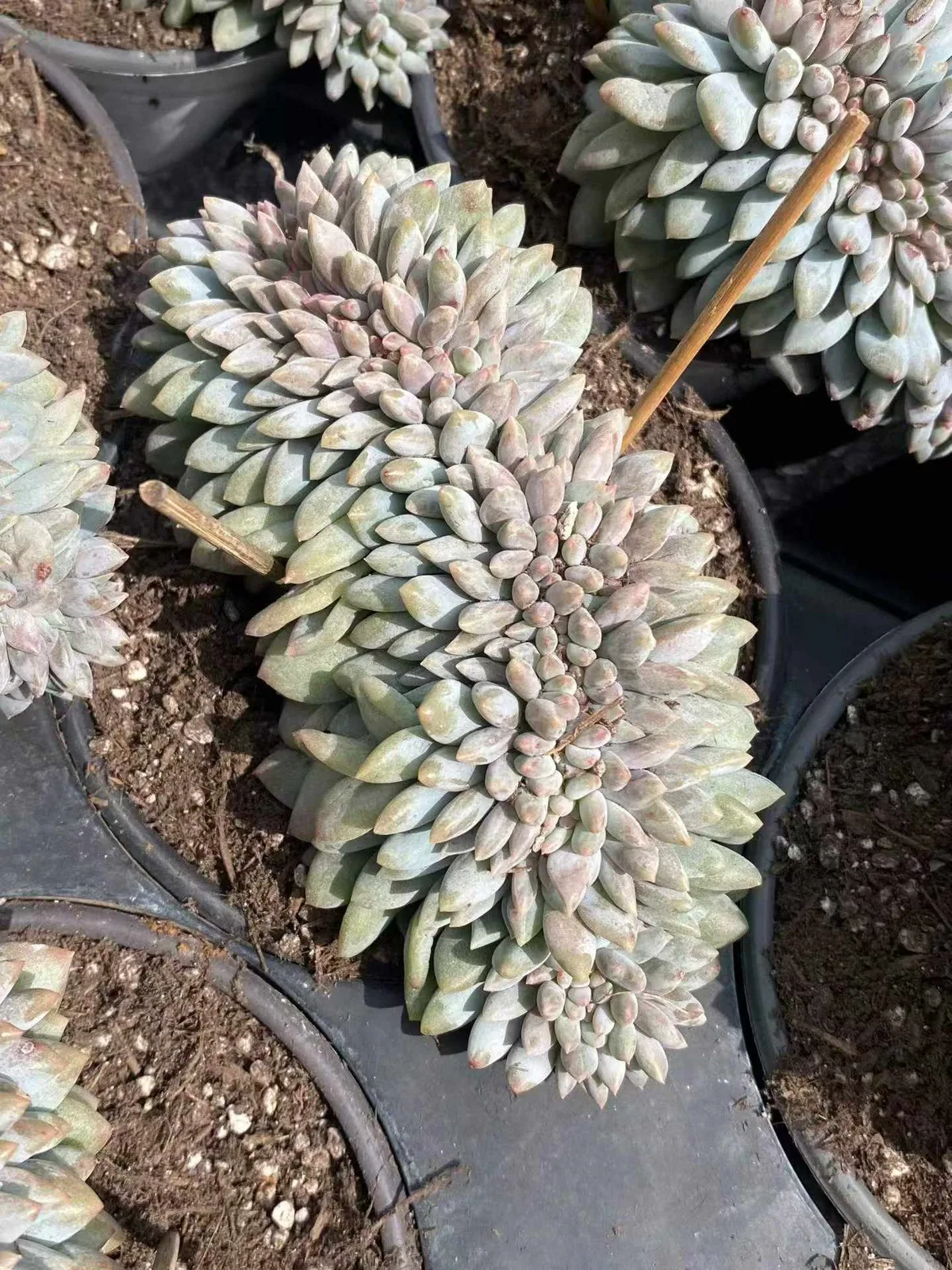 Pinellia Crested (半夏缀) succulent — wholesale bare-root export, SouthQuest Farm