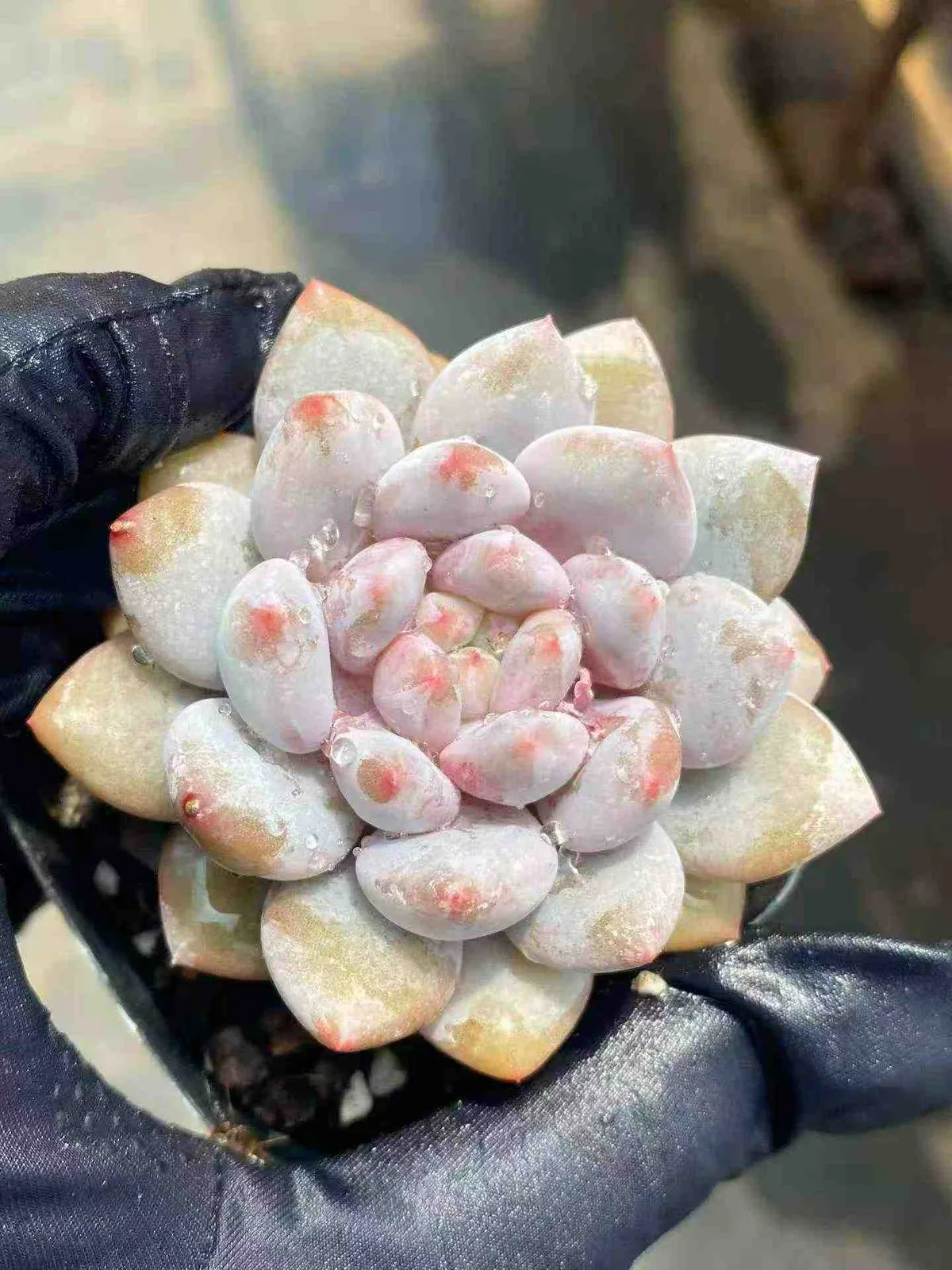 Pinellia Single (半夏单头) succulent — wholesale bare-root export, SouthQuest Farm
