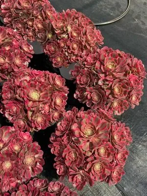 Aeonium 'Pink Damsel' Old Stem, Large Cluster (粉女郎老桩大群) succulent — wholesale bare-root export from Yunnan, China