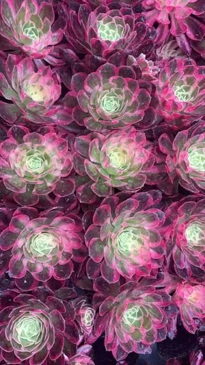 Aeonium 'Pink Jade Hibiscus' Plug Tray (粉玉芙蓉穴盘) succulent — wholesale bare-root export from Yunnan, China