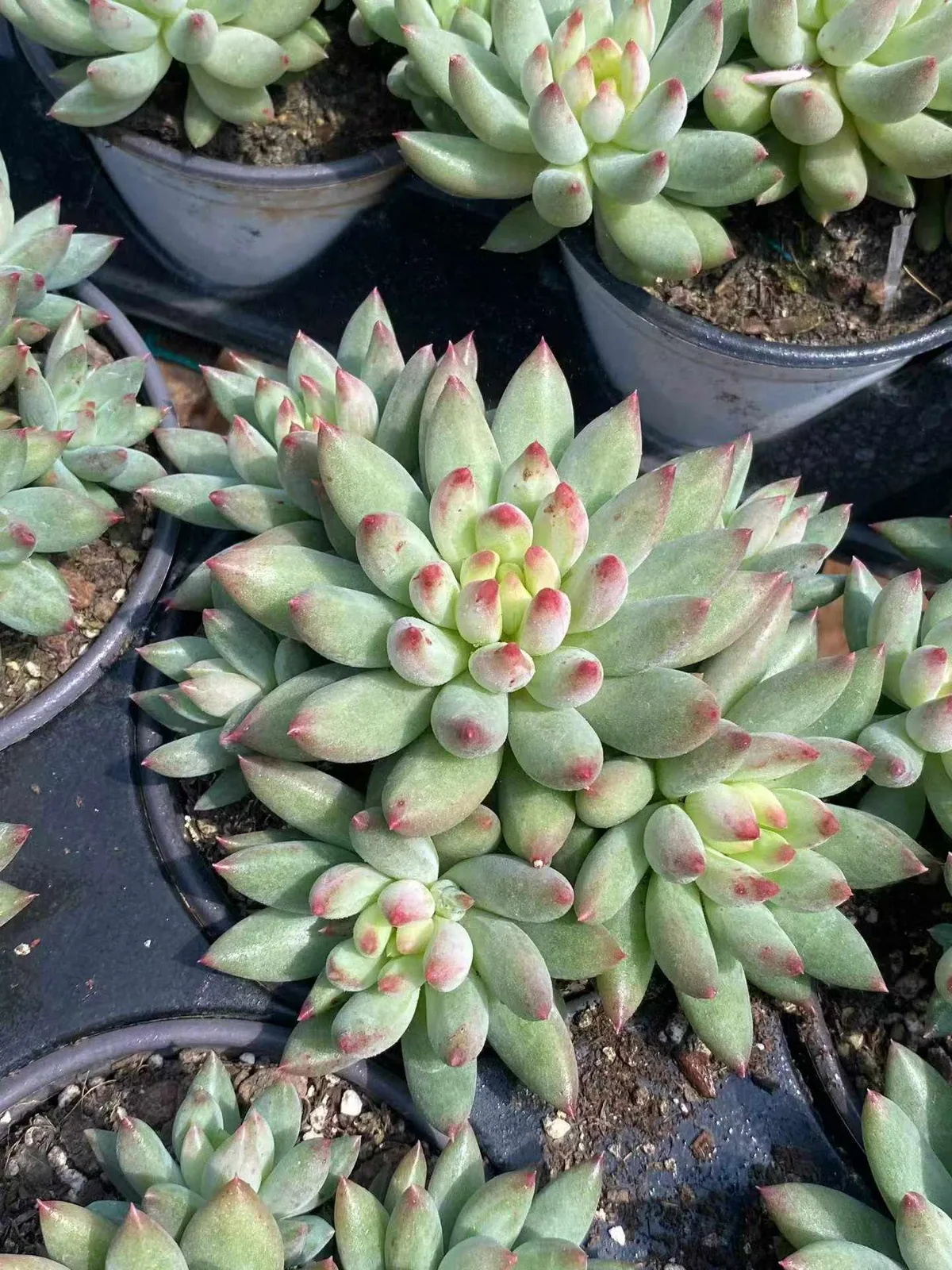 Poppy Beauty Cluster (虞美人群) succulent — wholesale bare-root export, SouthQuest Farm