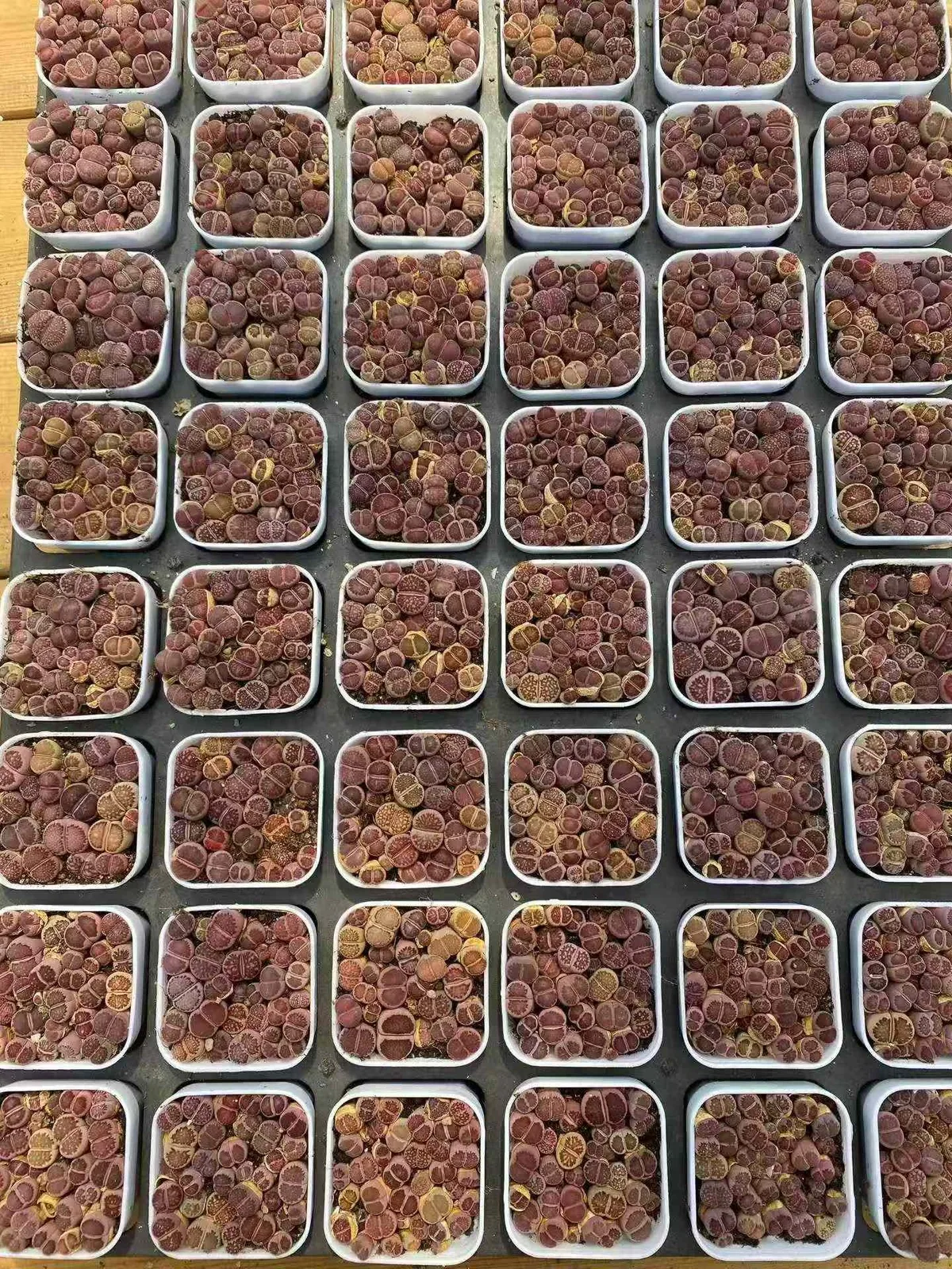 Purple Chrysanthemum Cake (紫菊切糕) succulent — wholesale bare-root export, SouthQuest Farm