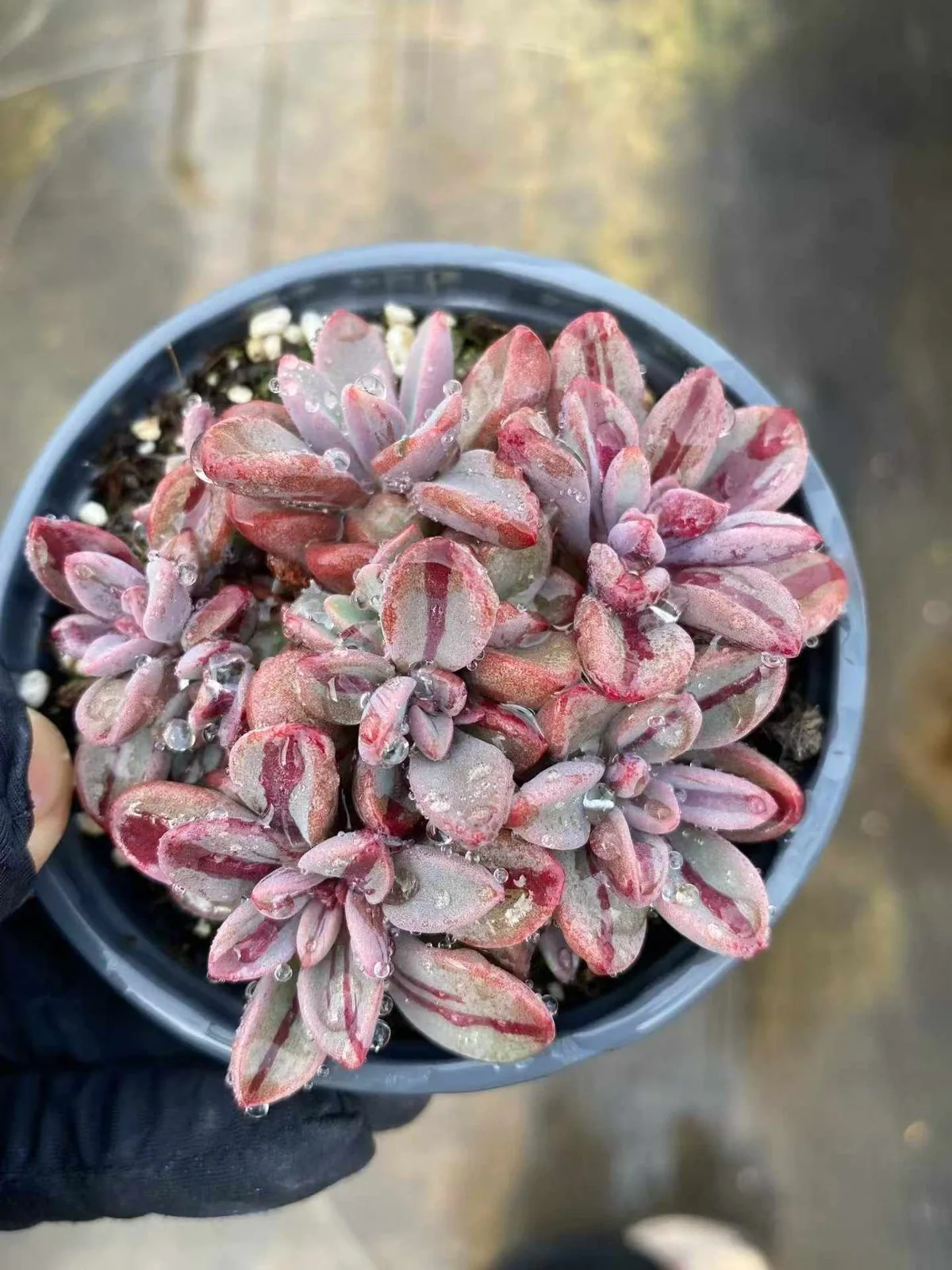Purple Heart Variegated (紫心锦) succulent — wholesale bare-root export, SouthQuest Farm