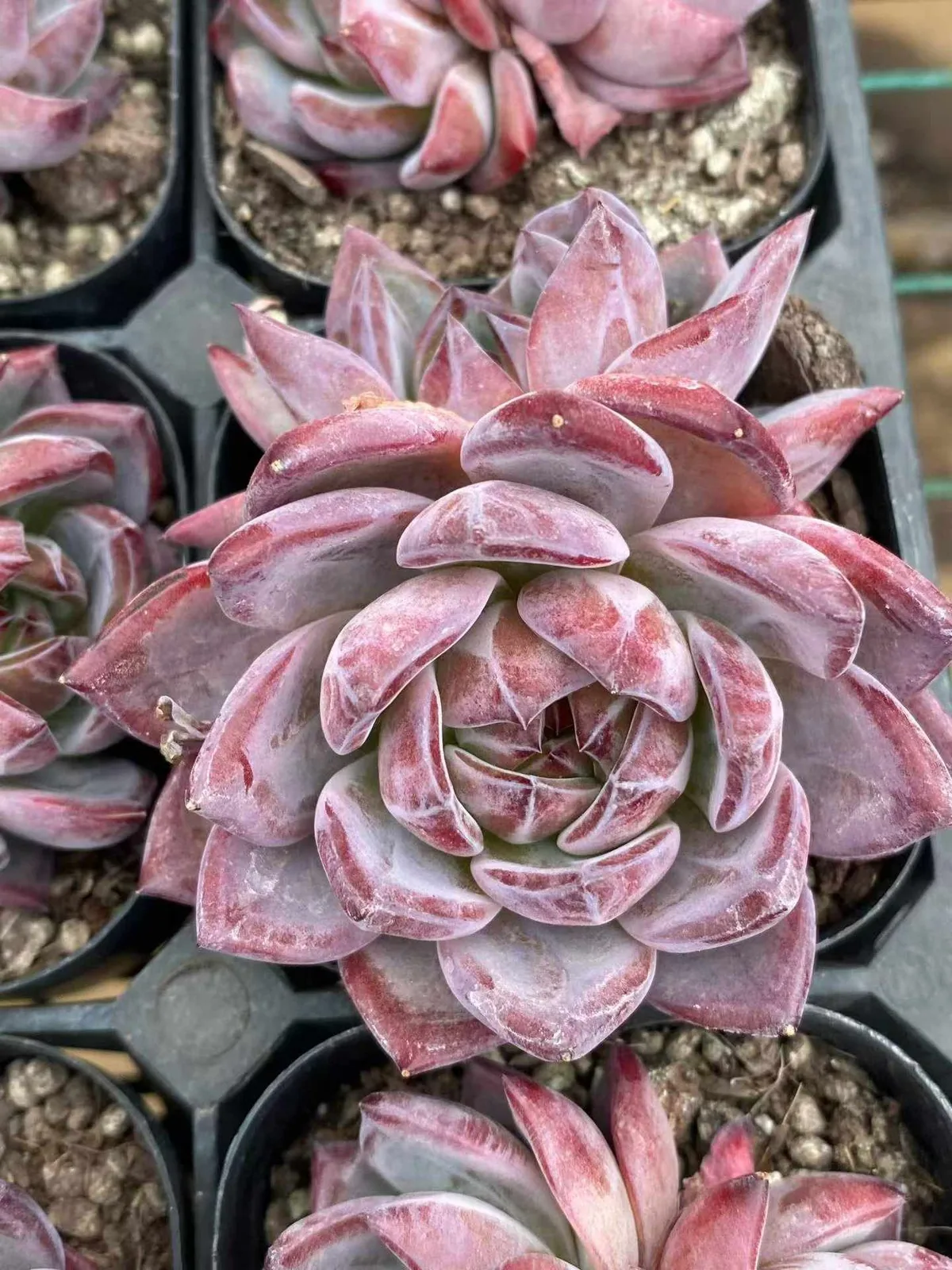 Purple Jade Twin-head (紫玥双头) succulent — wholesale bare-root export, SouthQuest Farm