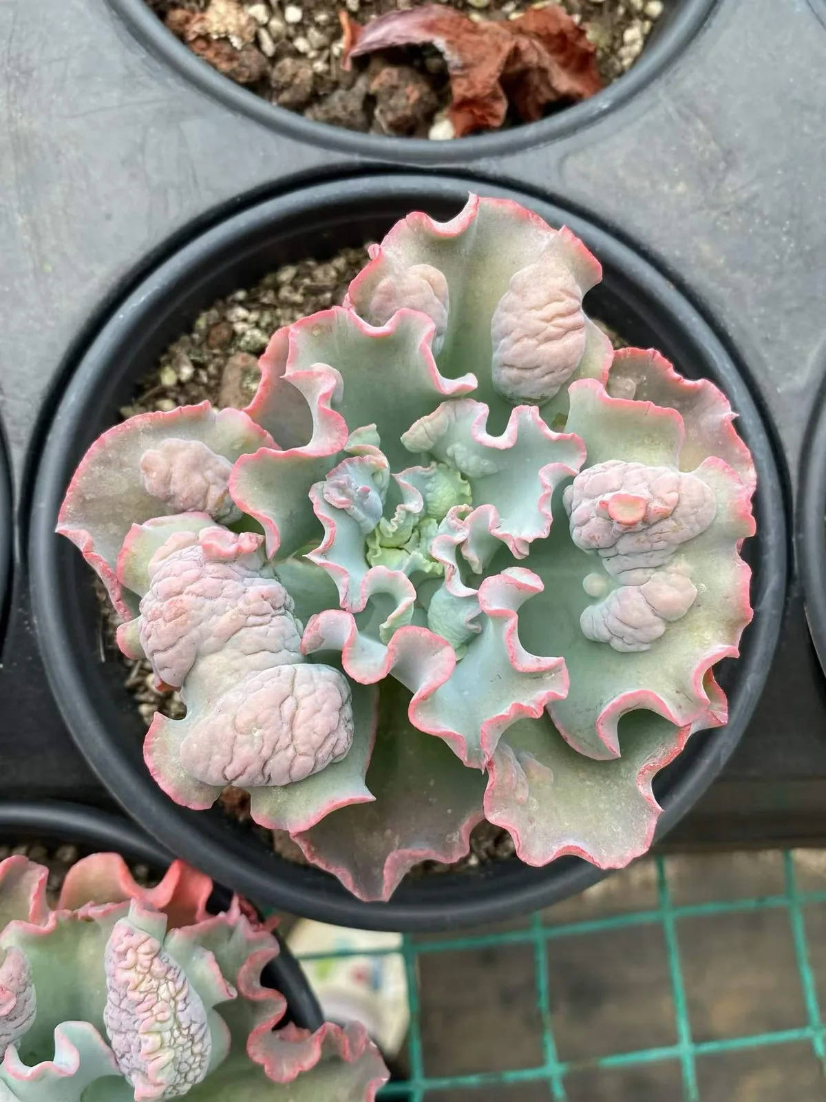 Quasimodo (卡西莫多) succulent — wholesale bare-root export, SouthQuest Farm