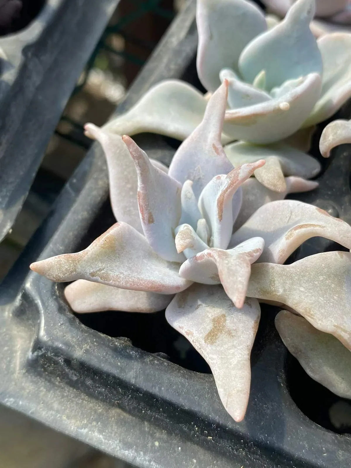 Queen's Crown (海绵土女王王冠) succulent — wholesale bare-root export, SouthQuest Farm