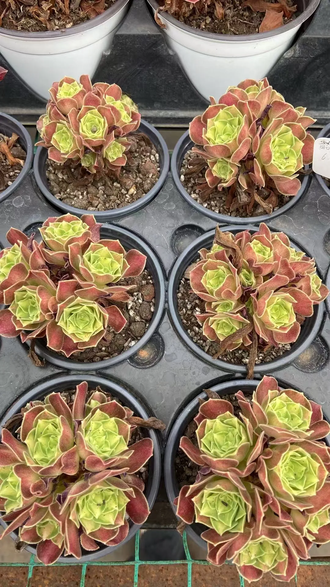 Radiant Years (韶华) succulent — wholesale bare-root export, SouthQuest Farm