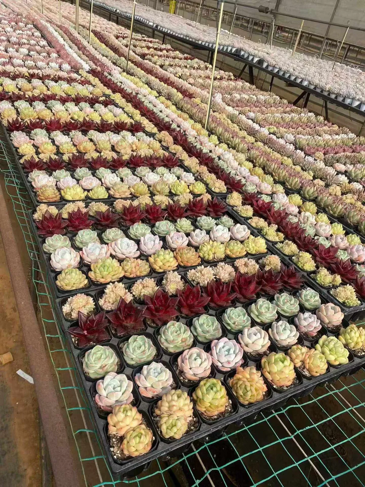 Rainbow Assortment (3 Trays) (三盘捆）彩虹套餐) succulent — wholesale bare-root export, SouthQuest Farm