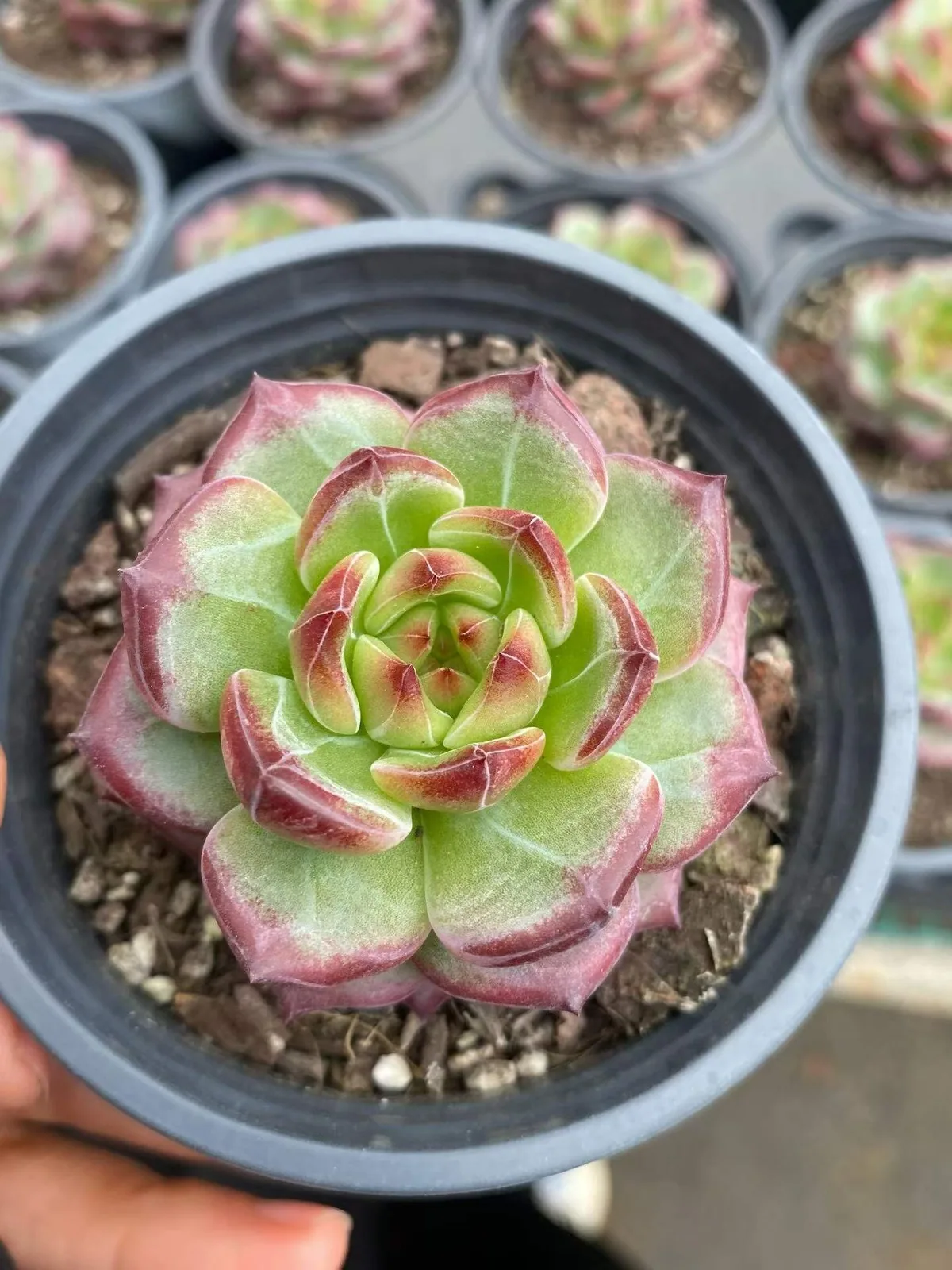 Red Jade (红玥) succulent — wholesale bare-root export, SouthQuest Farm