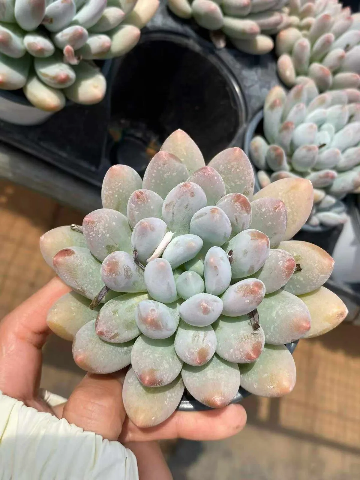 Rice Cake (米糕) succulent — wholesale bare-root export, SouthQuest Farm